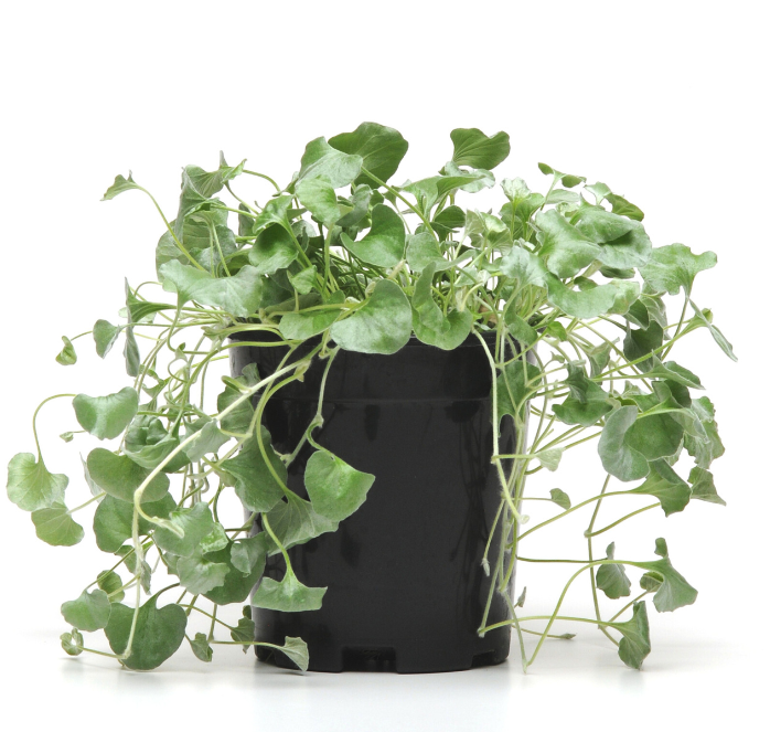Packet of Silver Falls Dichondra Seeds by Seeds 'n Such showing five seeds in a clear packet for planting.