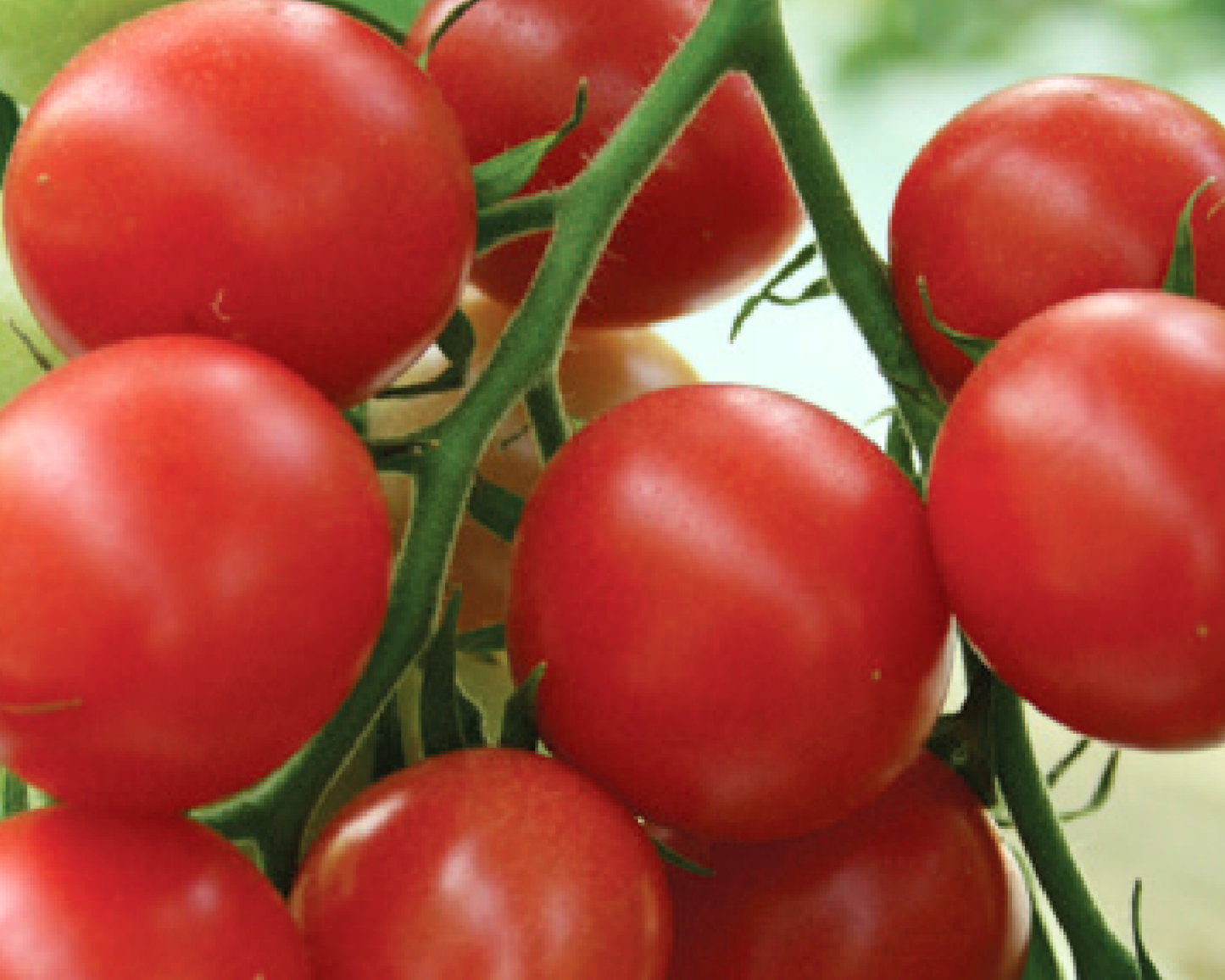 Sunpeach Hybrid Tomato Seeds packet by Seeds 'n Such showing five seeds inside a colorful packet.