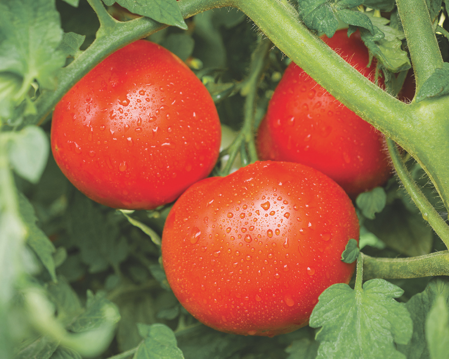 Tasti Lee™ Hybrid Tomato Seeds - Blessings Grow Meadows