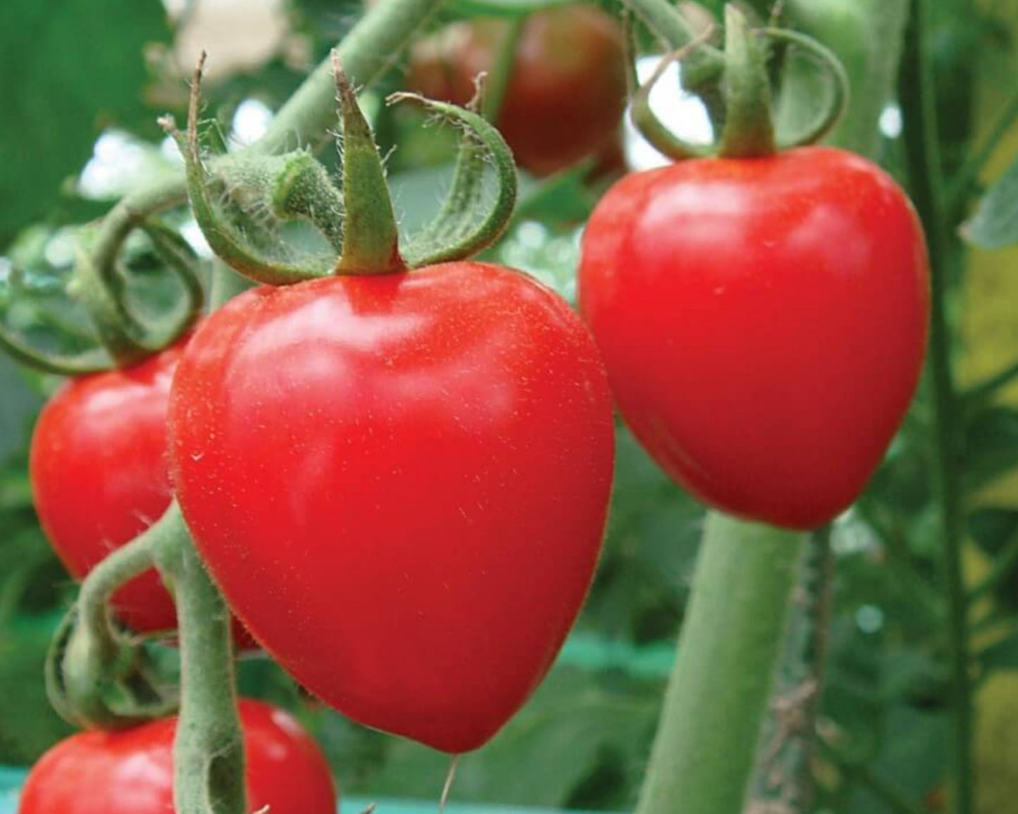 Packet of Seeds 'n Such Tomatoberry Garden hybrid tomato seeds showing a colorful seed packet with five seeds listed.