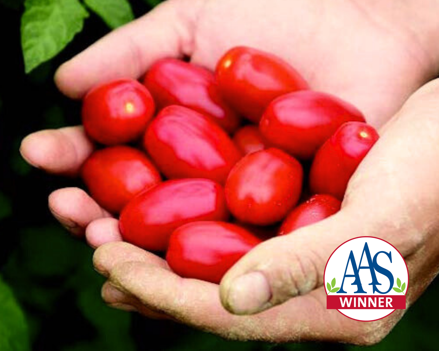 Valentine Hybrid Tomato Seeds packet from Seeds 'n Such, featuring 5 seeds for planting and growing fresh tomatoes at home.