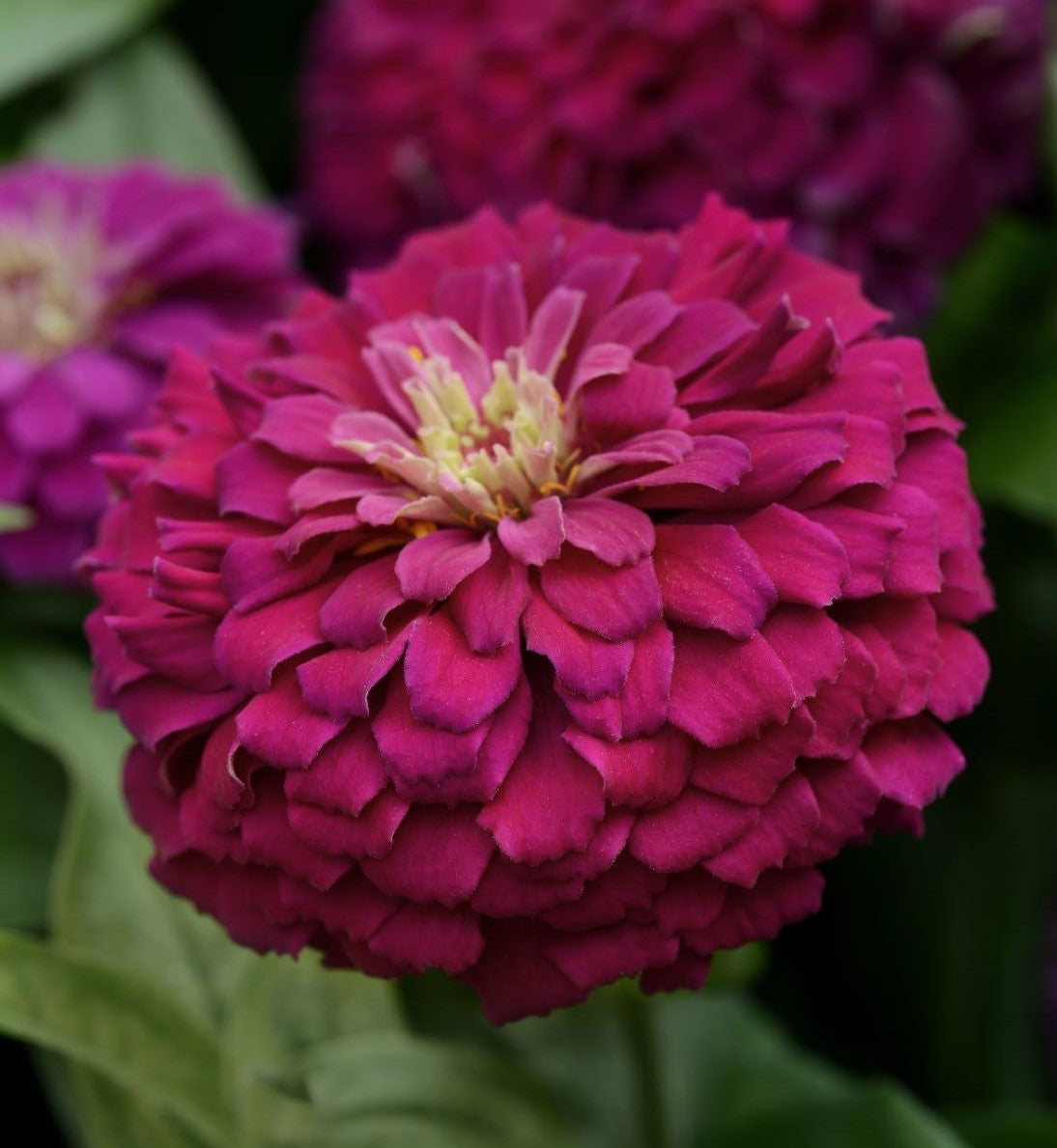 Zesty Purple Hybrid Zinnia Seeds - Blessings Grow Meadows