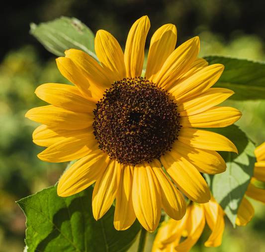 Packet of Seeds 'n Such Autumn Beauty Sunflower Seeds showing bright yellow sunflower seeds in a clear packet.