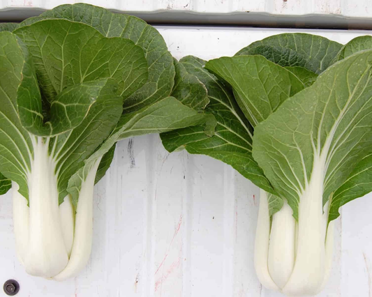 Packet of Seeds 'n Such BoPak Bok Choi hybrid seeds showing 50 seeds in a clear packet with colorful branding.