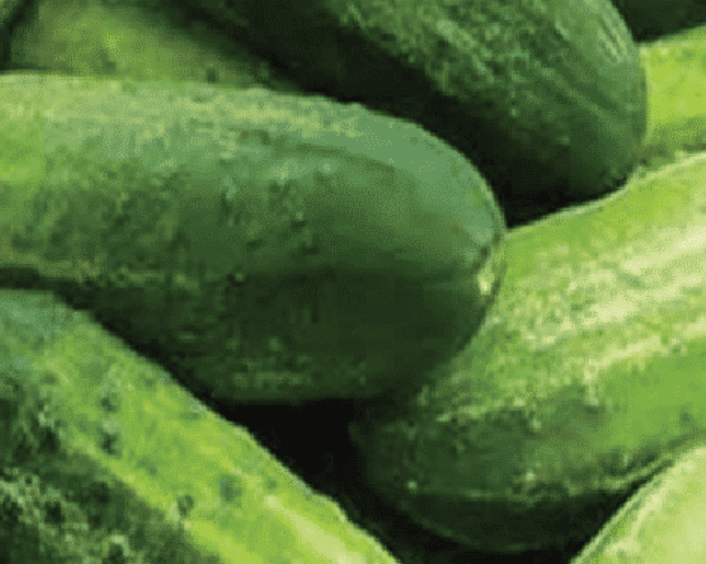 Packet of Seeds 'n Such Bush Pickle Hybrid Cucumber Seeds showing 50 seeds in a colorful packet.