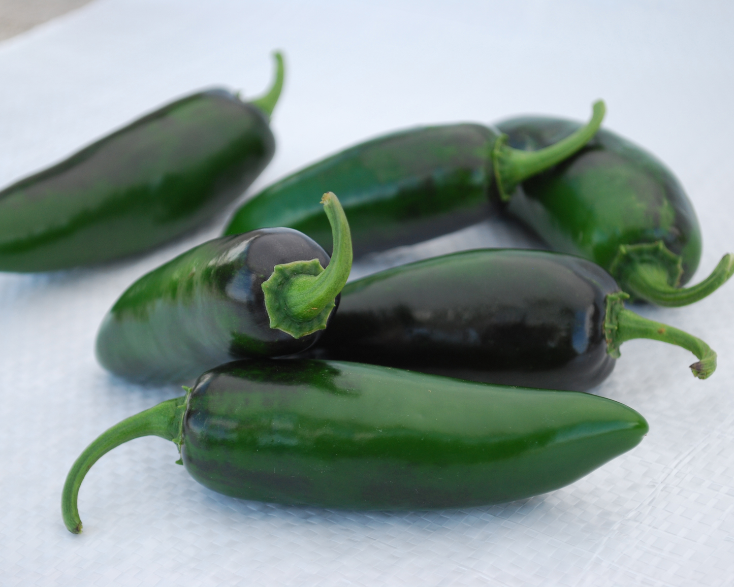 Packet of Craig's Grande Pepper Seeds from Seeds 'n Such, showing 50 seeds in a clear packet for planting.