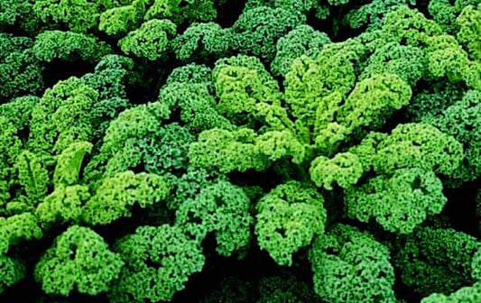 Darkibor Hybrid Kale Seeds packet from Seeds 'n Such, showcasing 50 seeds in a natural, detailed close-up for gardening enthusiasts.