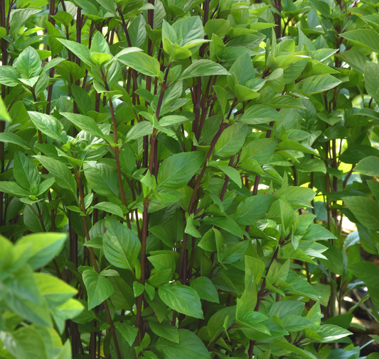 Packet of 50 Everleaf Emerald Towers Basil Seeds by Seeds 'n Such, showing vibrant basil seed packet with green basil illustration.