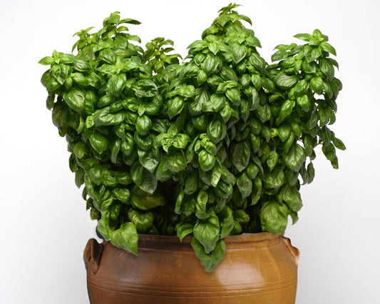 Packet of Everleaf Genovese Basil Seeds from Seeds 'n Such, showing 50 basil seeds in a clear seed packet.