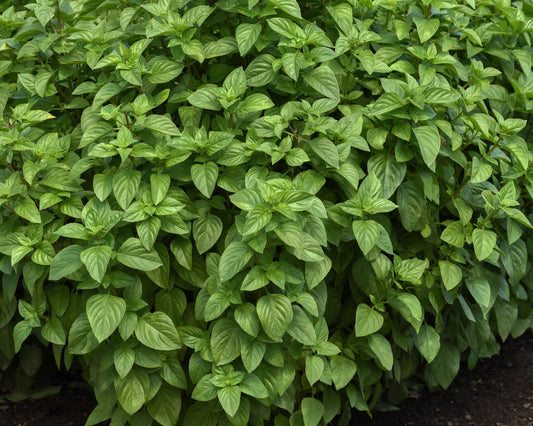 Packet of Seeds 'n Such Everleaf Lemon Basil seeds showing 50 seeds for planting in herb gardens.