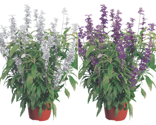 Packet of Seeds 'n Such Evolution Mix Salvia seeds showing colorful flower seeds in a packet.