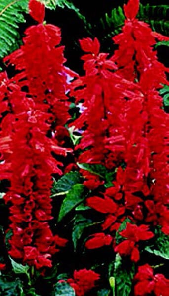 Flare Salvia Seeds - Blessings Grow Meadows