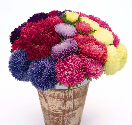 Packet of Seeds 'n Such Gala Mix Aster flower seeds showing colorful flower images on the packet.
