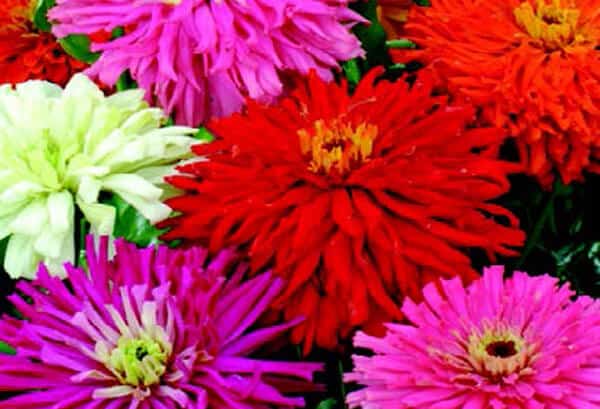 Packet of Seeds 'n Such Giant Cactus-Flowered Mix Zinnia Seeds showing colorful flower blooms and seed packet design.