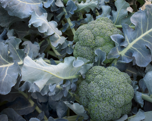 Packet of Seeds 'n Such Godzilla Hybrid Broccoli Seeds showing 50 seeds in a colorful packet.