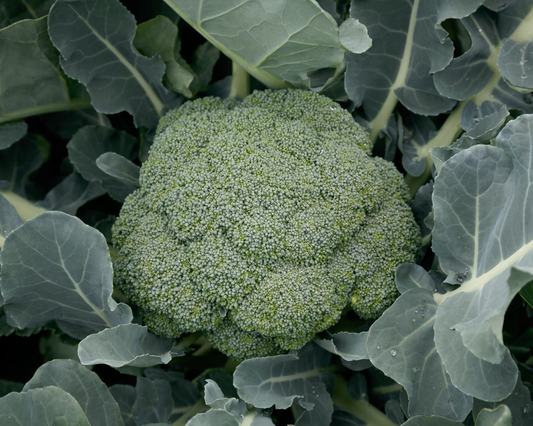 Green Magic Hybrid Broccoli Seeds packet by Seeds 'n Such, showcasing 50 seeds for planting healthy broccoli.