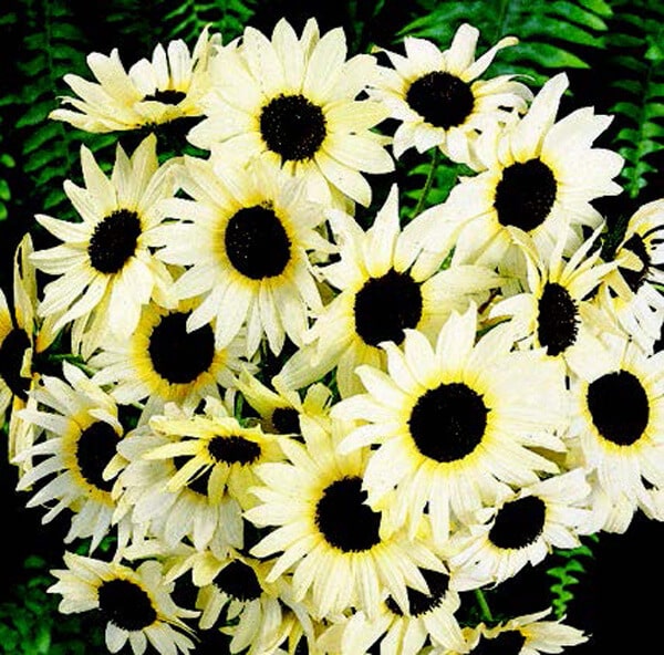 Italian White Sunflower Seeds - Blessings Grow Meadows