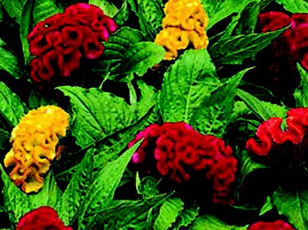 Packet of Seeds 'n Such Jewel Box Mix Crested Celosia flower seeds with colorful, crested blooms in a clear seed packet.