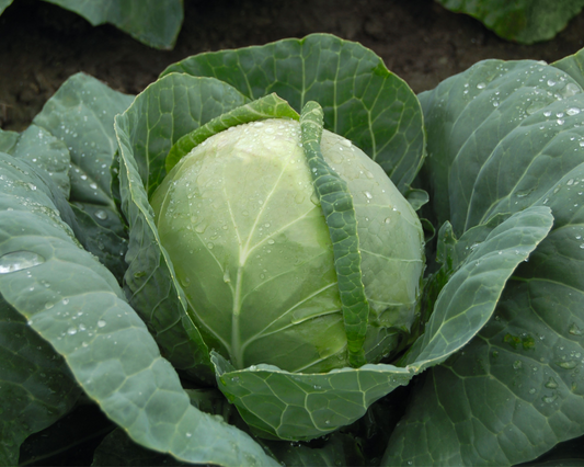 Katarina Hybrid Cabbage Seeds packet by Seeds 'n Such with 50 seeds for planting and growing cabbage plants.
