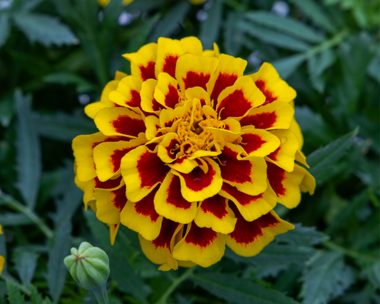 Packet of Seeds 'n Such Mango Tango Marigold Seeds showing bright orange and yellow marigold flower seeds for planting.