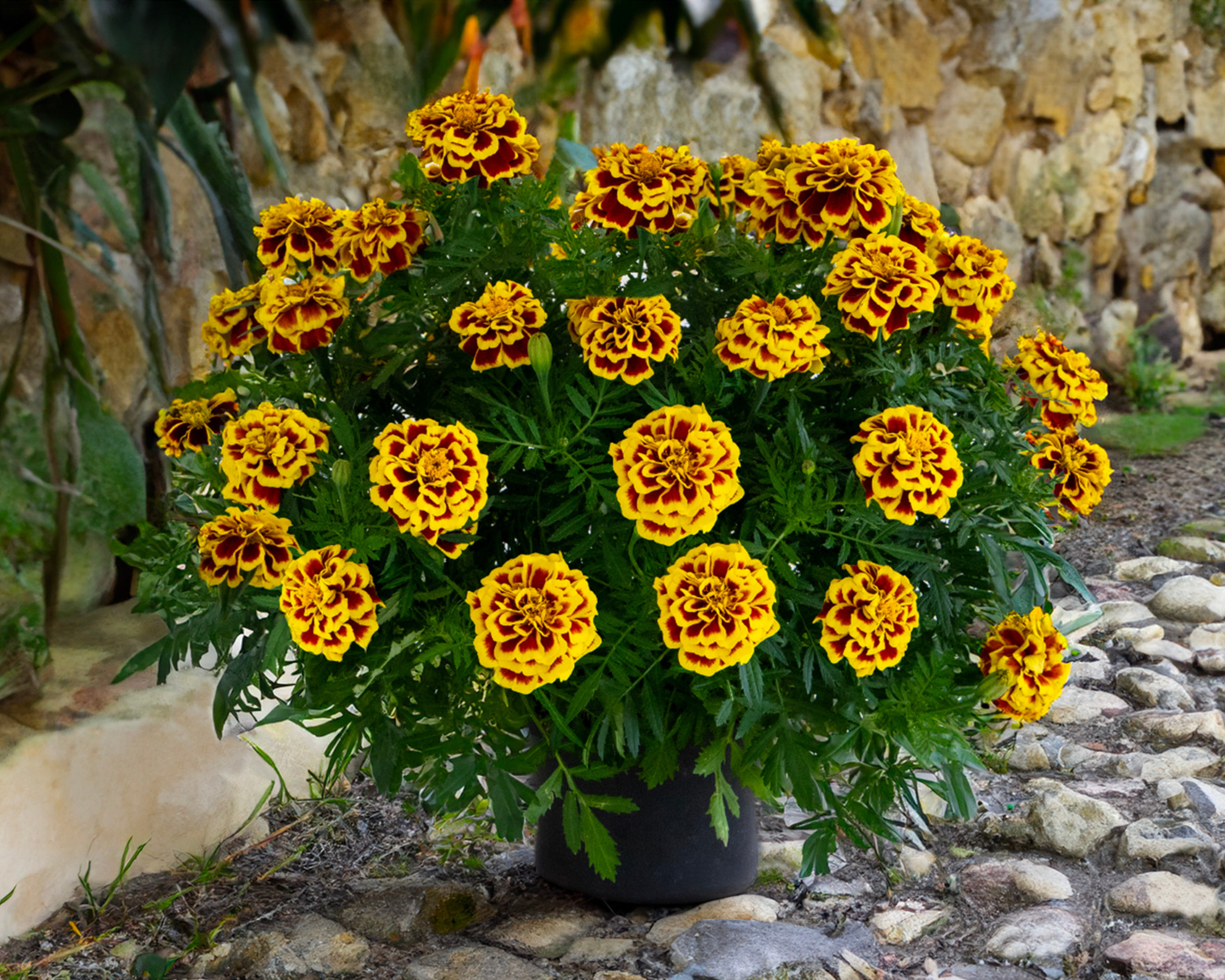 Mango Tango Marigold Seeds - Blessings Grow Meadows