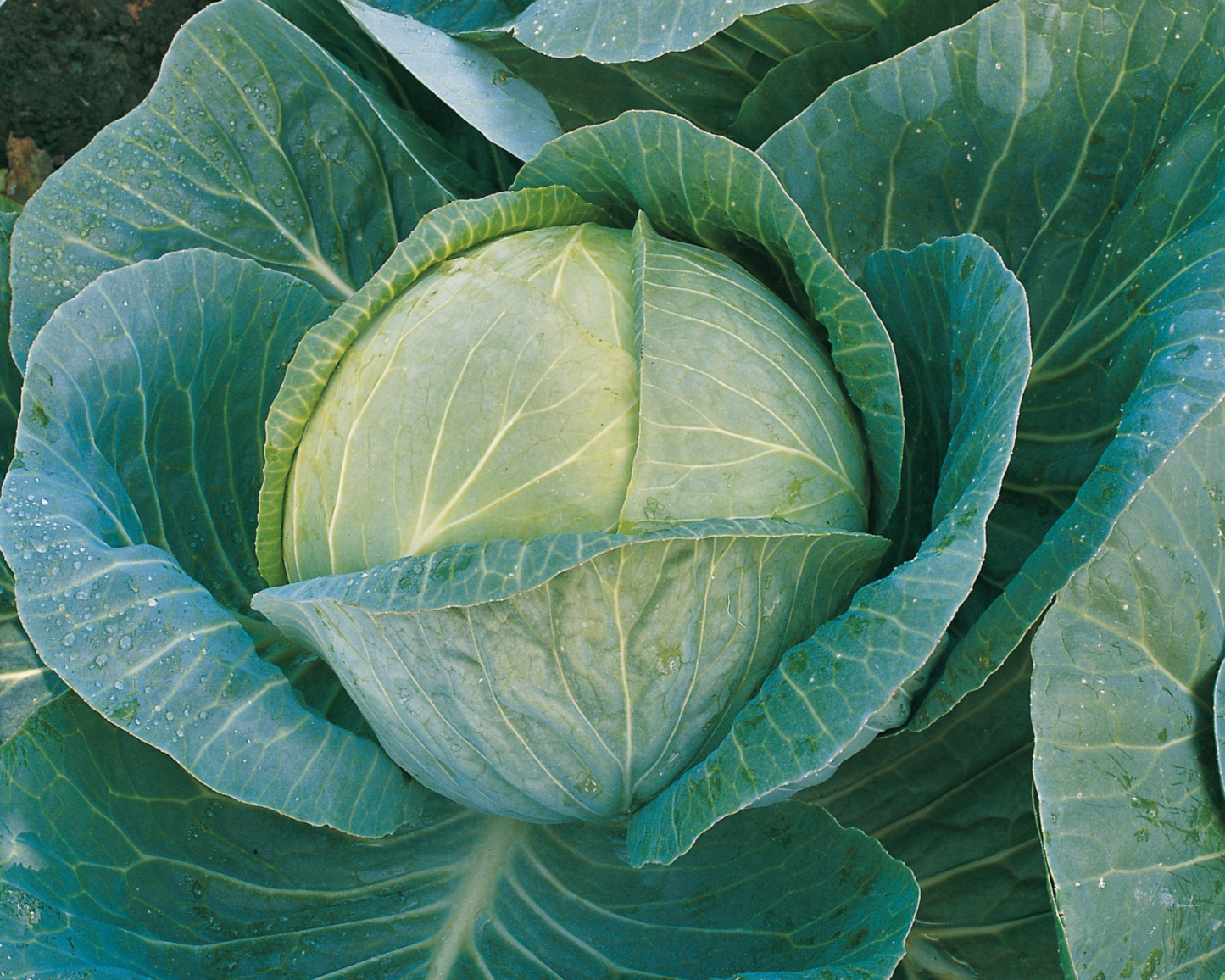 Packet of Seeds 'n Such Megaton Hybrid Cabbage Seeds showing 50 seeds in a labeled packet.