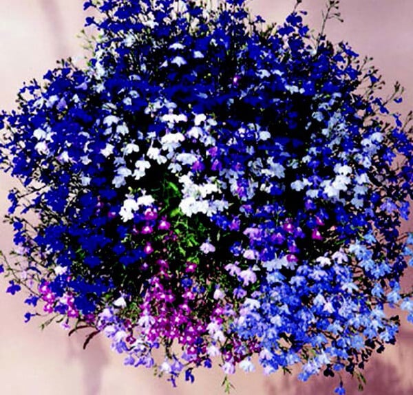 Packet of Regatta Formula Mix Lobelia seeds from Seeds 'n Such, showing colorful seed packet with 50 seeds for planting.