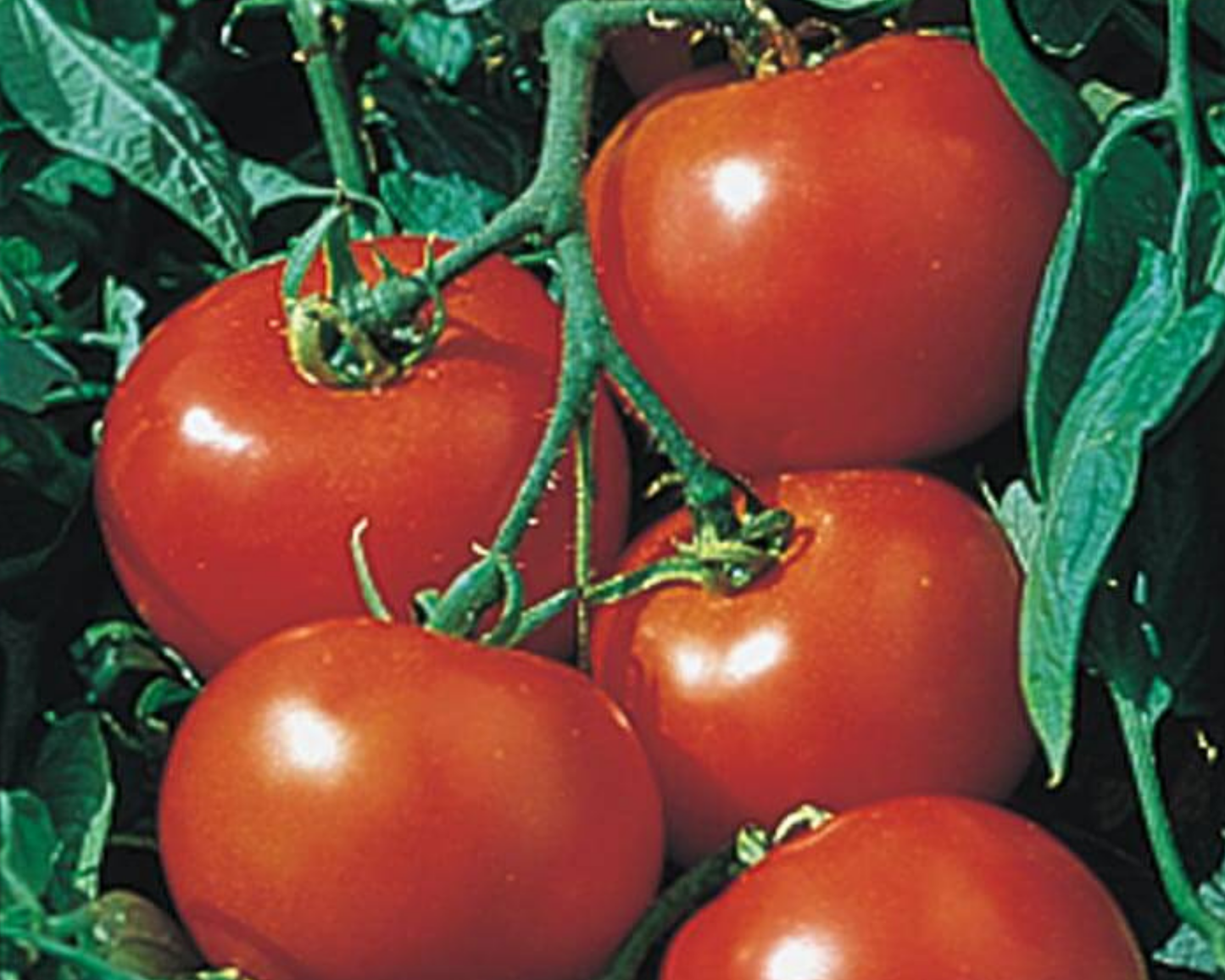 Packet of Seeds 'n Such Rutgers Select Tomato Seeds showing 50 seeds in a labeled seed packet