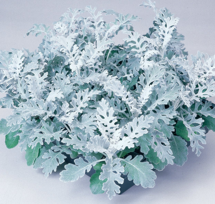 Packet of 50 Silver Dust Dusty Miller seeds from Seeds 'n Such, showcasing the seeds inside the packet.