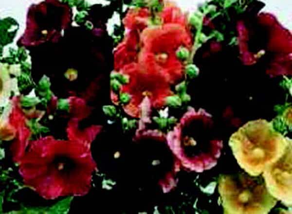Single Old-Fashioned Country Romance Mix Hollyhock Seeds - Blessings Grow Meadows
