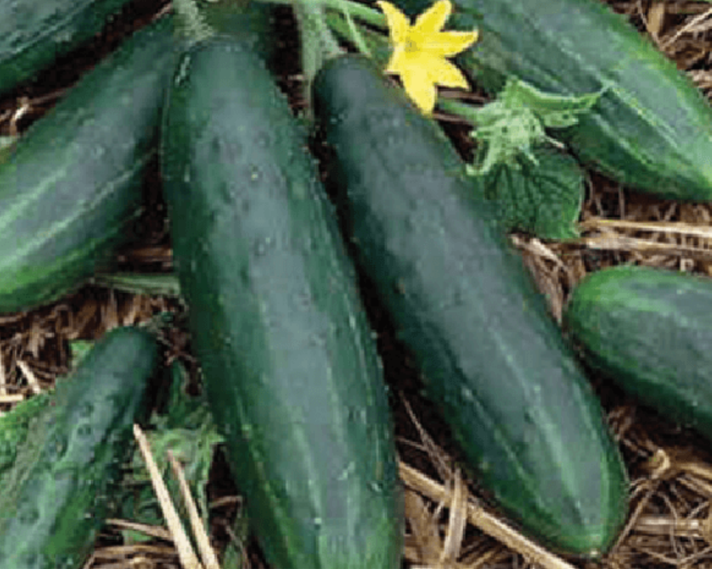 Spacemaster 80 Cucumber Seeds - Blessings Grow Meadows