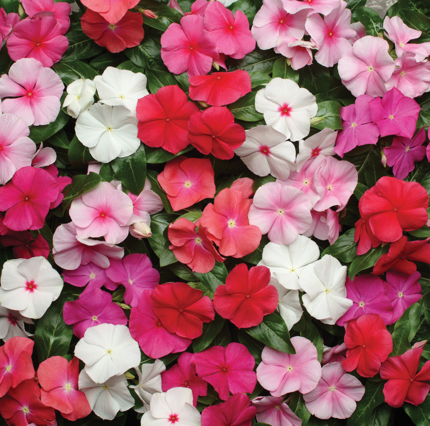 Packet of Vinca Pacifica XP Mix seeds from Seeds 'n Such, showing colorful flower seeds for planting.
