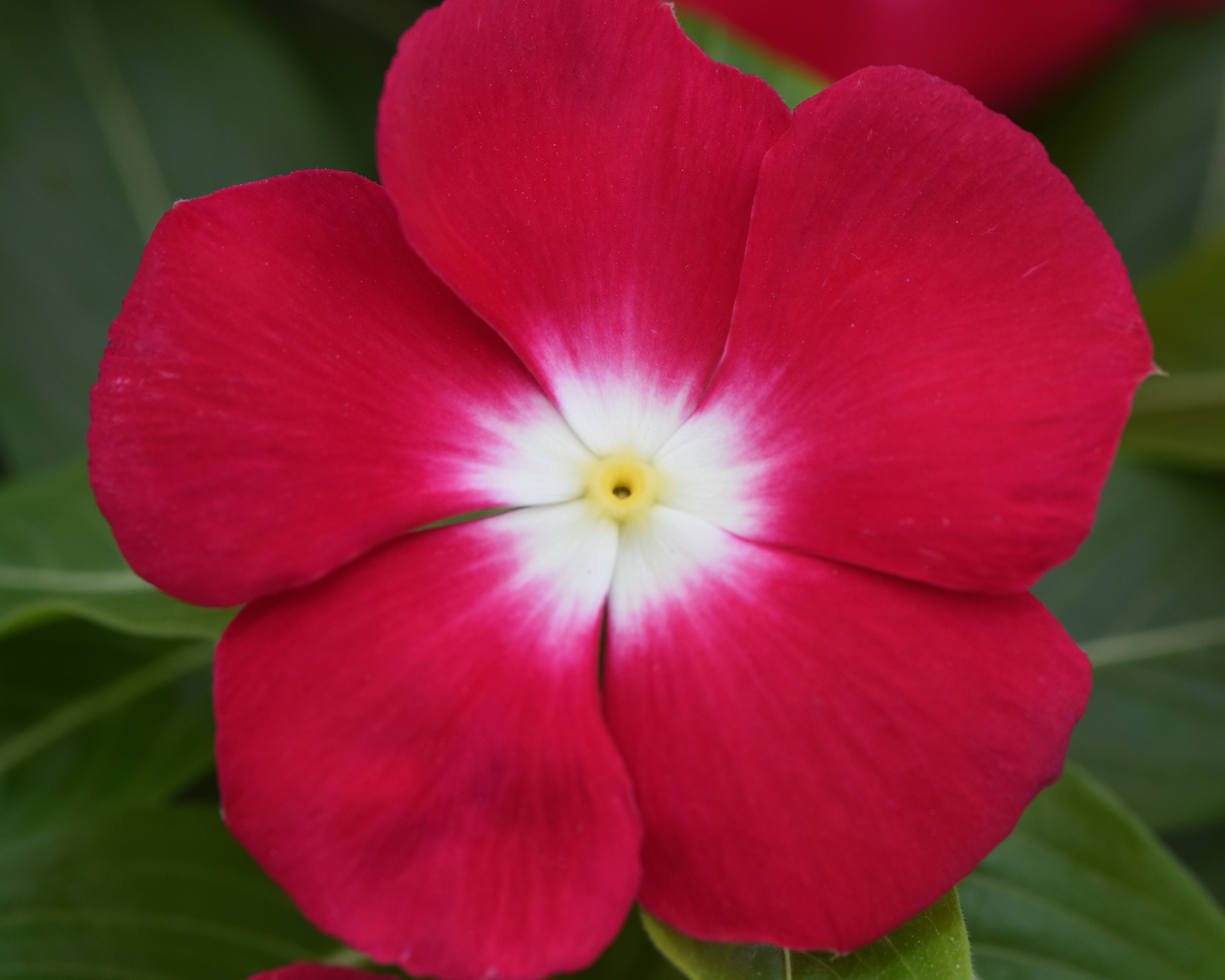 Packet of 50 Vinca Pacifica XP Red Halo Seeds from Seeds 'n Such, showing vibrant seed packet with seeds inside