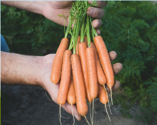 Packet of Seeds 'n Such Adelaide Hybrid Carrot Seeds showing 500 seeds in a colorful packet for gardening.