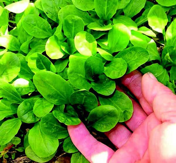 Packet of Seeds 'n Such Dutch Vit Mâche seeds with 500 seeds for growing leafy salad greens.