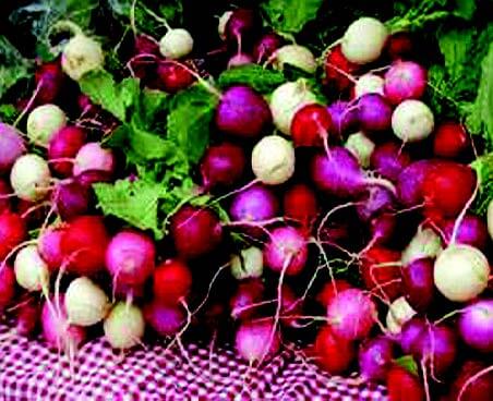 Packet of Seeds 'n Such Easter Egg Blend Radish Seeds showing colorful seed packet with 500 radish seeds.