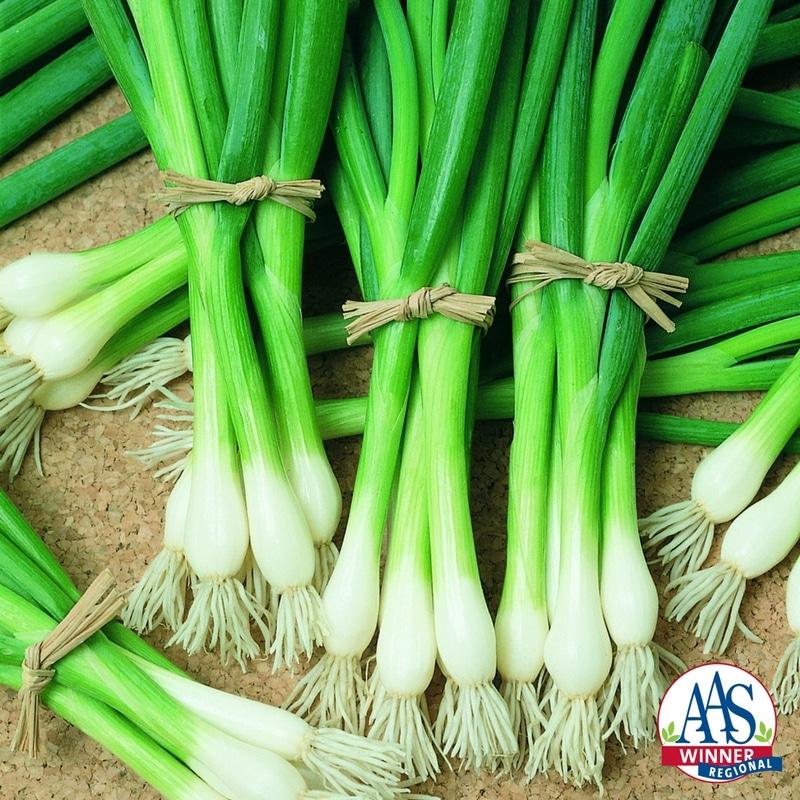 Evergreen White Bunching Scallion Seeds - Blessings Grow Meadows