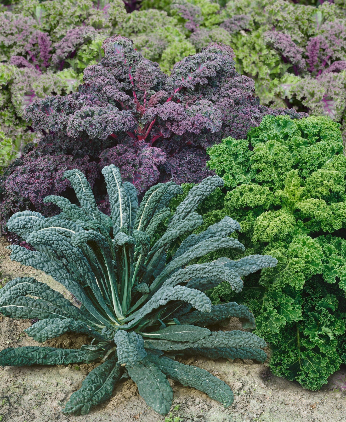 Seeds 'n Such Garden Blend Kale seed packet with 500 seeds, featuring colorful kale varieties for home gardening.