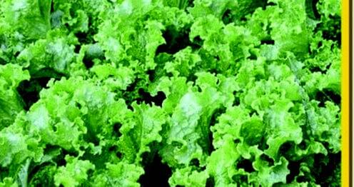 Green Salad Bowl lettuce seeds packet from Seeds 'n Such, containing 500 seeds for growing fresh salad greens.