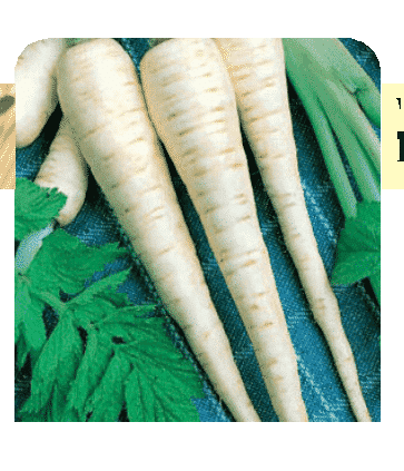 Hollow Crown Parsnip Seeds - Blessings Grow Meadows