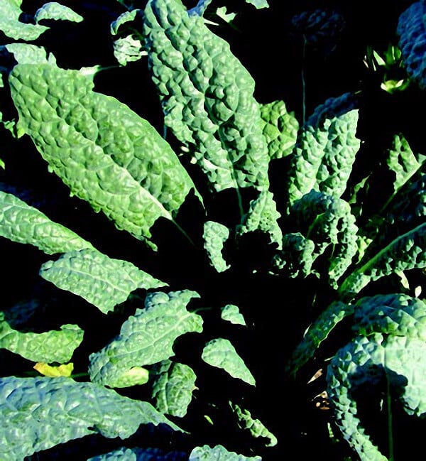 Packet of Seeds 'n Such Lacinato Kale Seeds showing 500 seeds in a clear packet for gardening and planting.