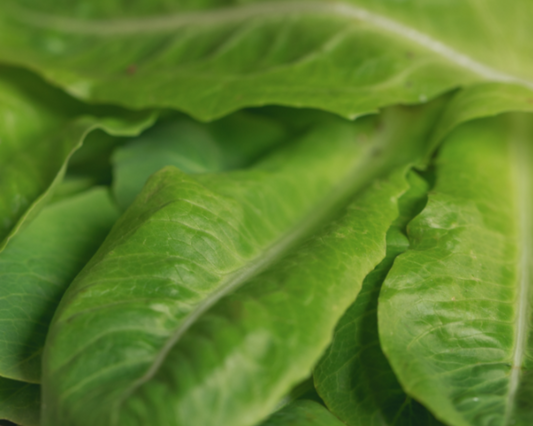 Packet of Seeds 'n Such Little Gem Lettuce Seeds showing a label with 500 seeds for home gardening.
