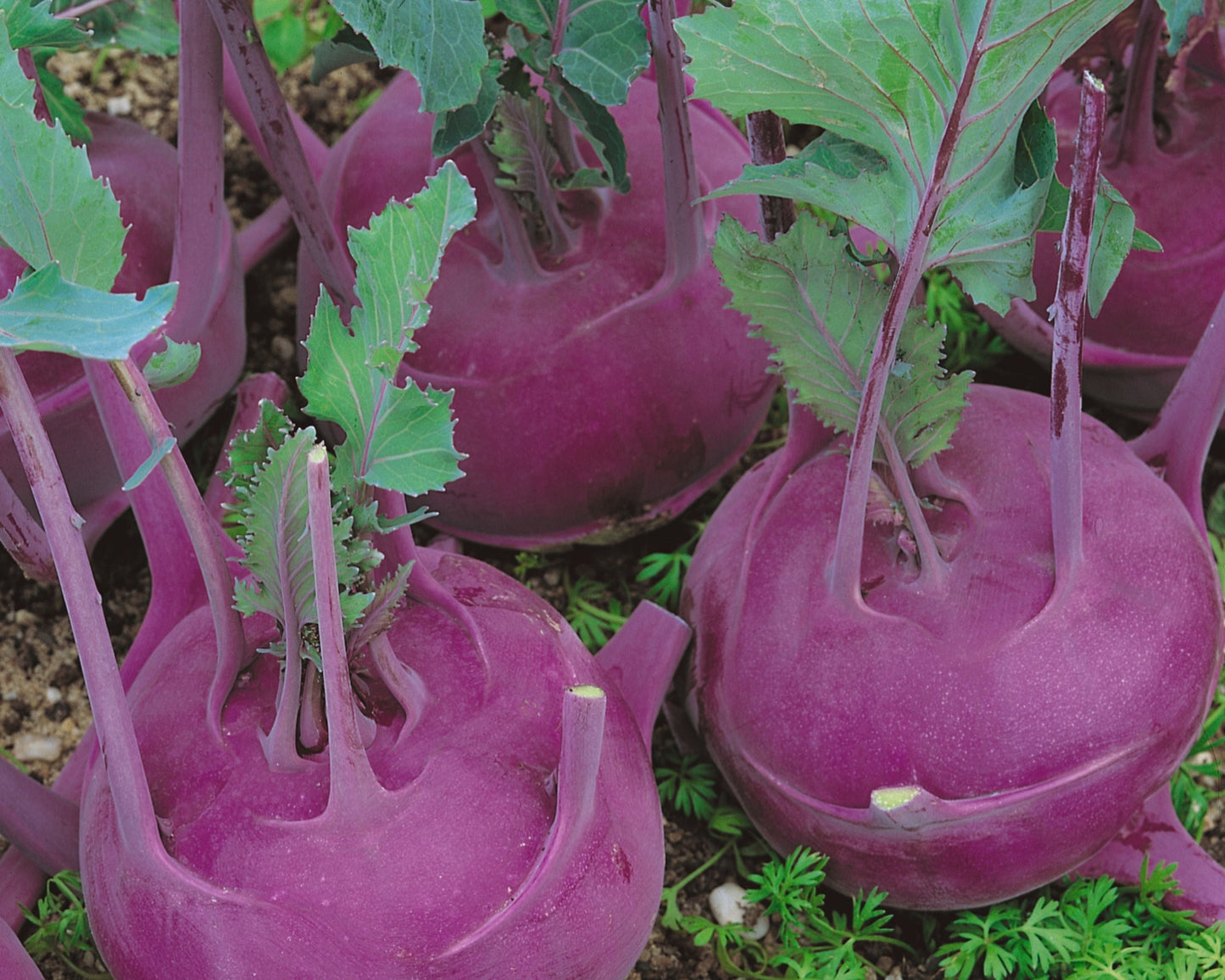 Purple Vienna Kohlrabi Seeds packet from Seeds 'n Such showing 500 seeds in a colorful packet for growing vegetables.
