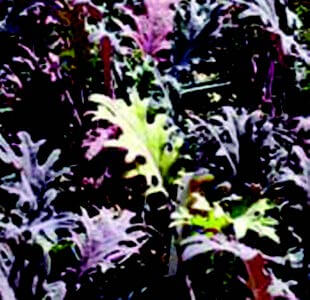 Red Russian Kale Seeds packet by Seeds 'n Such, showing vibrant seed packet with 500 red Russian kale seeds for planting.
