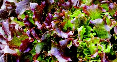 Red Salad Bowl Lettuce Seeds packet by Seeds 'n Such, showing 500 seeds for growing vibrant red lettuce in your garden.
