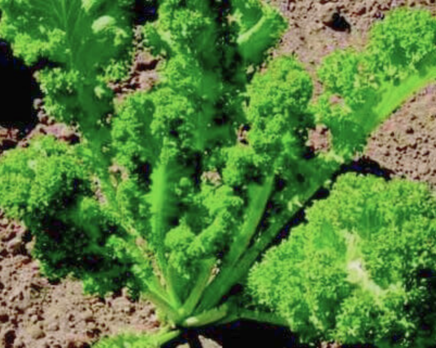 Packet of Seeds 'n Such Southern Giant Curled Mustard Greens seeds, showing vibrant green leafy plant illustration.