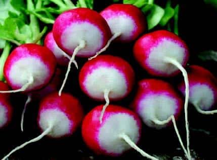 Packet of Seeds 'n Such Sparkler White Tip Radish Seeds showing 500 seeds in a colorful packet.