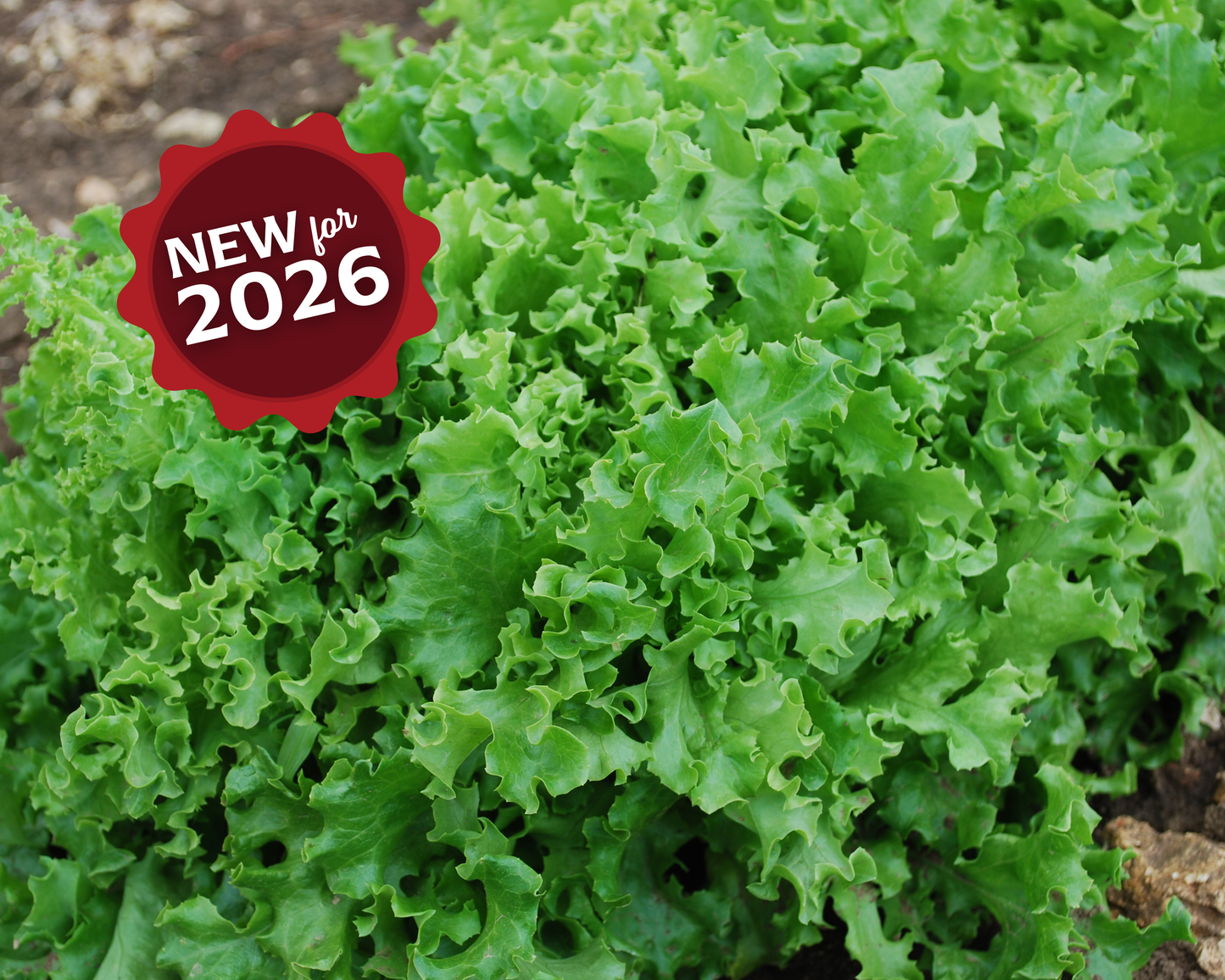 Packet of Seeds 'n Such Tango Lettuce Seeds showing 500 seeds for planting fresh, crisp lettuce in your garden.