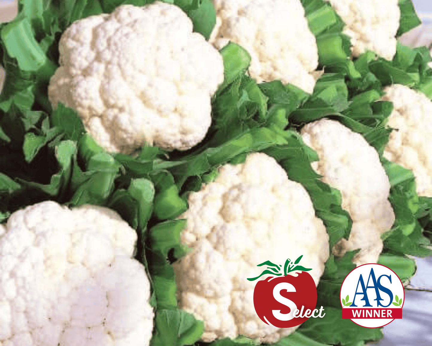 Packet of Snow Crown Hybrid Cauliflower Seeds by Seeds 'n Such, featuring 60-65 seeds in a colorful packet.