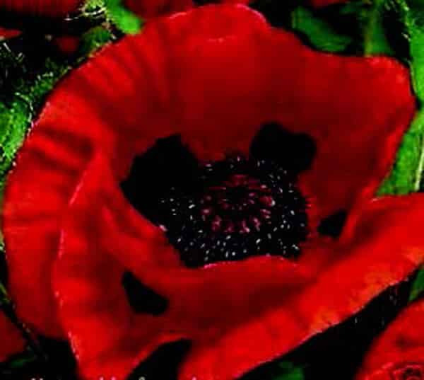 Great Red Oriental Poppy Seeds - Blessings Grow Meadows